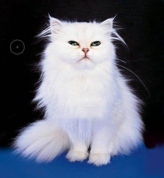 ps基础课程橡皮擦工具的简单介绍,ps里面橡皮擦工具怎么设置成白色