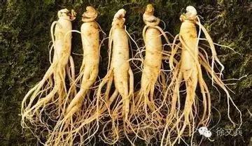 字里藏医书籍,字里藏医全文及解释