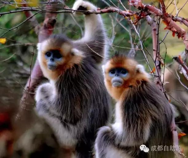 成都边上避暑,成都边上有哪些好玩的地方