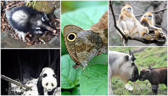 成都边上避暑,成都边上有哪些好玩的地方