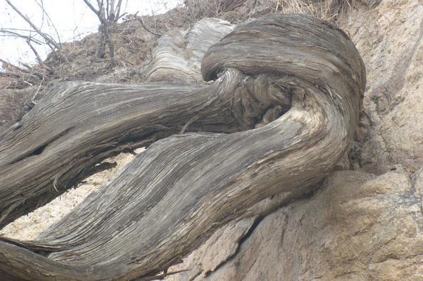 土鸡变凤凰土耳其,土鸡变成凤凰