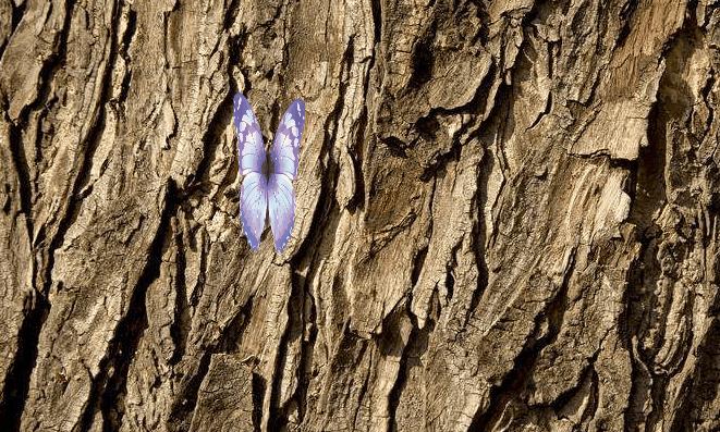 css3制作扇形图,css3做图片