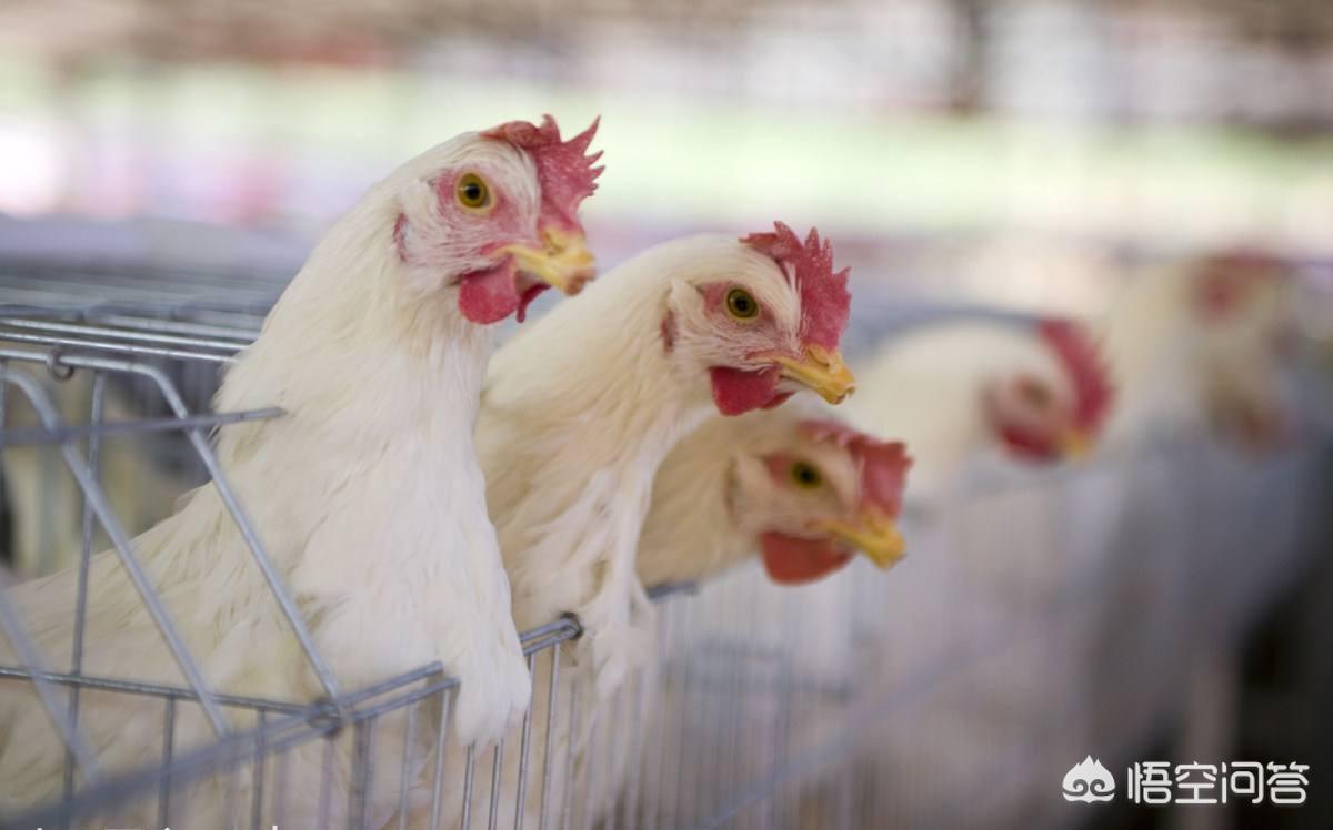 蛋鸡养殖产蛋量受哪些影响,蛋鸡养殖要注意哪些生产安全