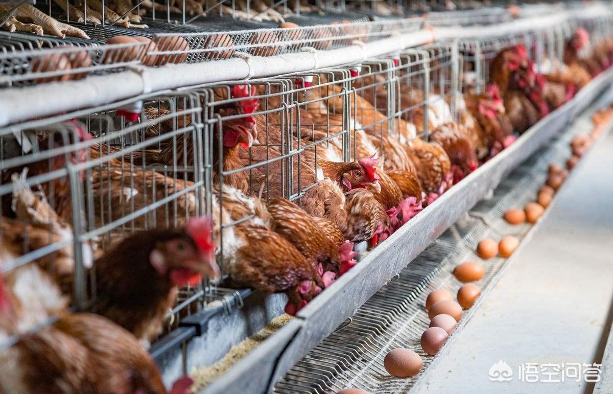 蛋鸡养殖产蛋量受哪些影响,蛋鸡养殖要注意哪些生产安全
