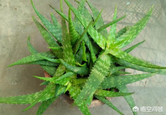 怎么让芦荟多长侧芽,有什么办法能让芦荟快点长