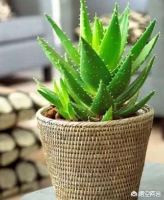 怎么让芦荟多长侧芽,有什么办法能让芦荟快点长