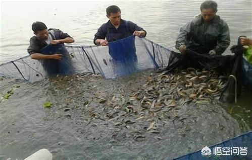 泥鳅养殖一亩投资多少钱,泥鳅养殖前景与利润如何