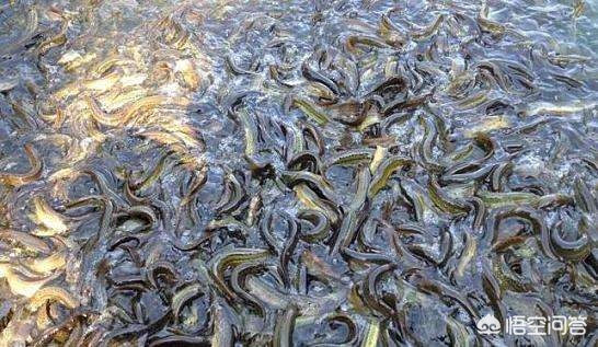 泥鳅养殖一亩投资多少钱,泥鳅养殖前景与利润如何
