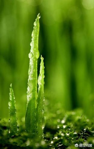 怎么让芦荟多长侧芽,有什么办法能让芦荟快点长