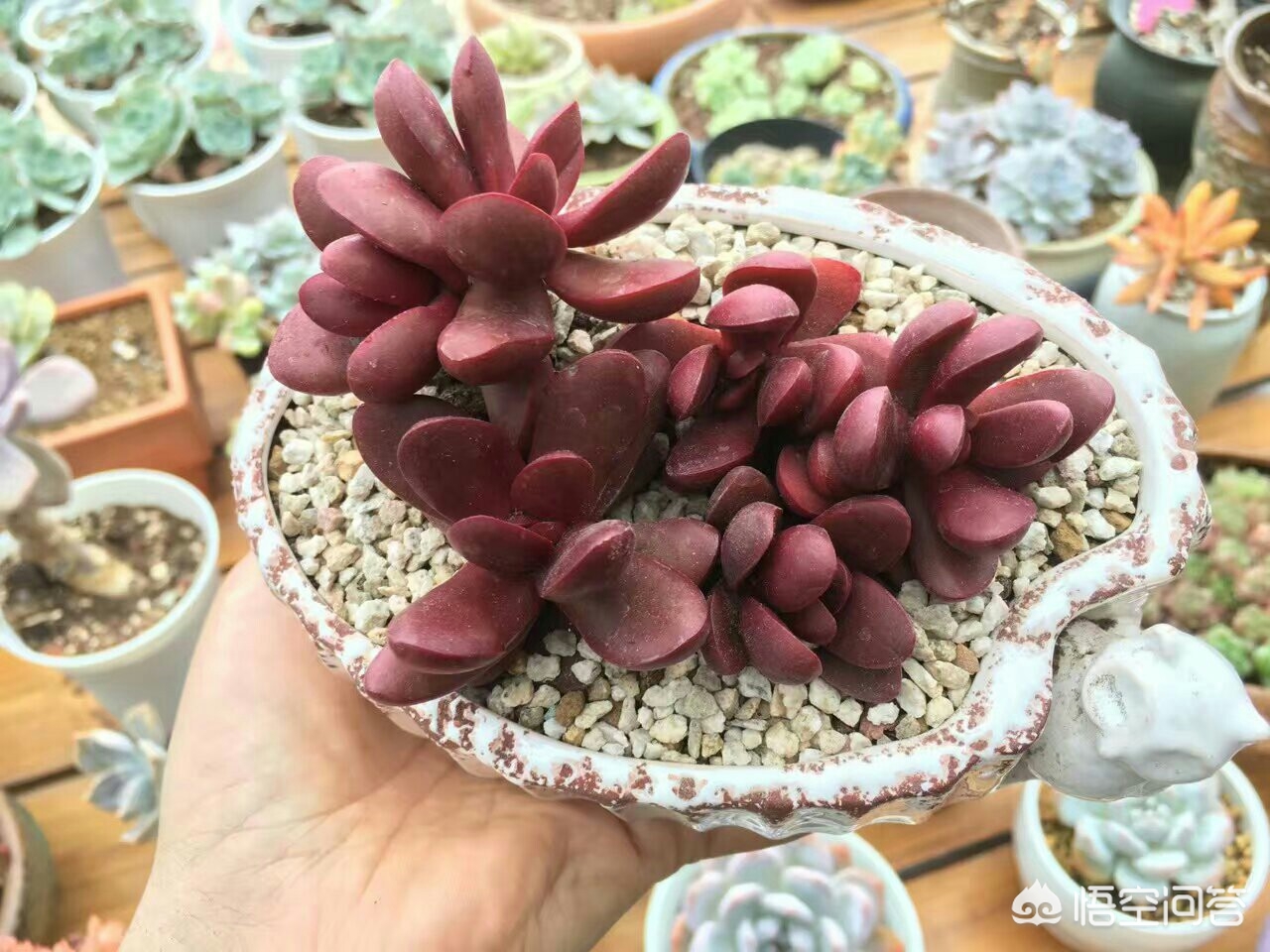 暑假放假多肉怎么办,多肉夏季没有遮阳会死吗