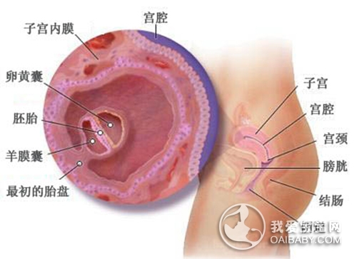 怀孕11周胎儿稳定了吗要注意什么,怀孕1到10个月胎儿变化3d图