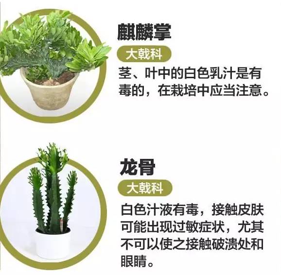 多肉已中毒视频,多肉中毒