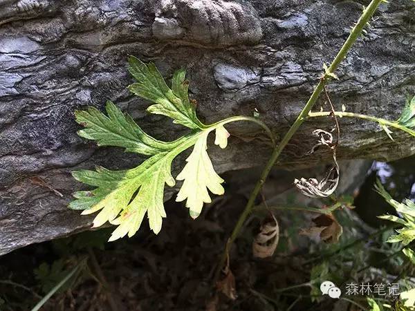 清华地理笔记,黄花蒿与野艾蒿