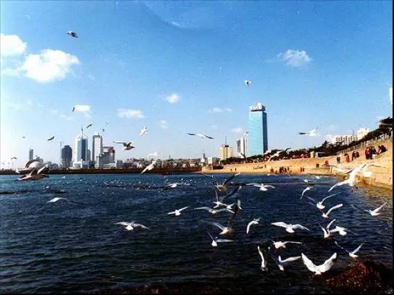 为什么要落户青岛,在青岛定居的真实感受