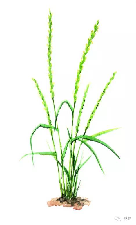 足球场的草坪类型,足球场的草坪为什么这么丝滑