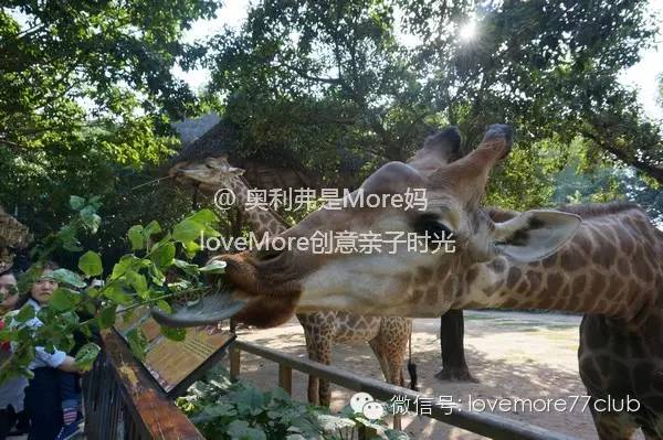 广州旅游攻略长隆野生动物园,广州长隆野生动物园自由行攻略