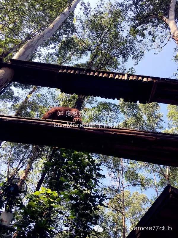 广州旅游攻略长隆野生动物园,广州长隆野生动物园自由行攻略