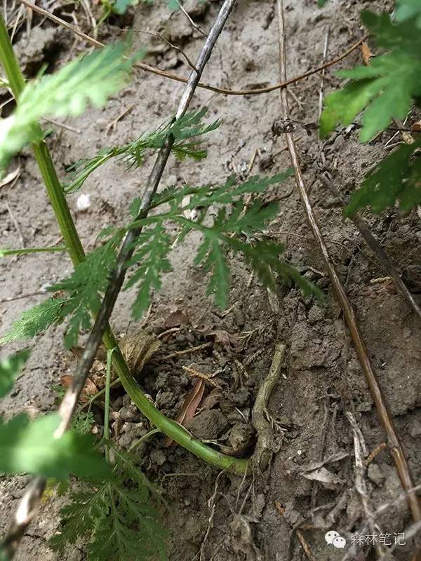 清华地理笔记,黄花蒿与野艾蒿