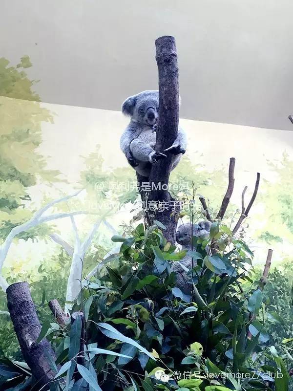 广州旅游攻略长隆野生动物园,广州长隆野生动物园自由行攻略