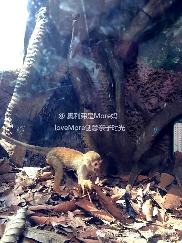 广州旅游攻略长隆野生动物园,广州长隆野生动物园自由行攻略