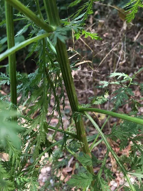 清华地理笔记,黄花蒿与野艾蒿