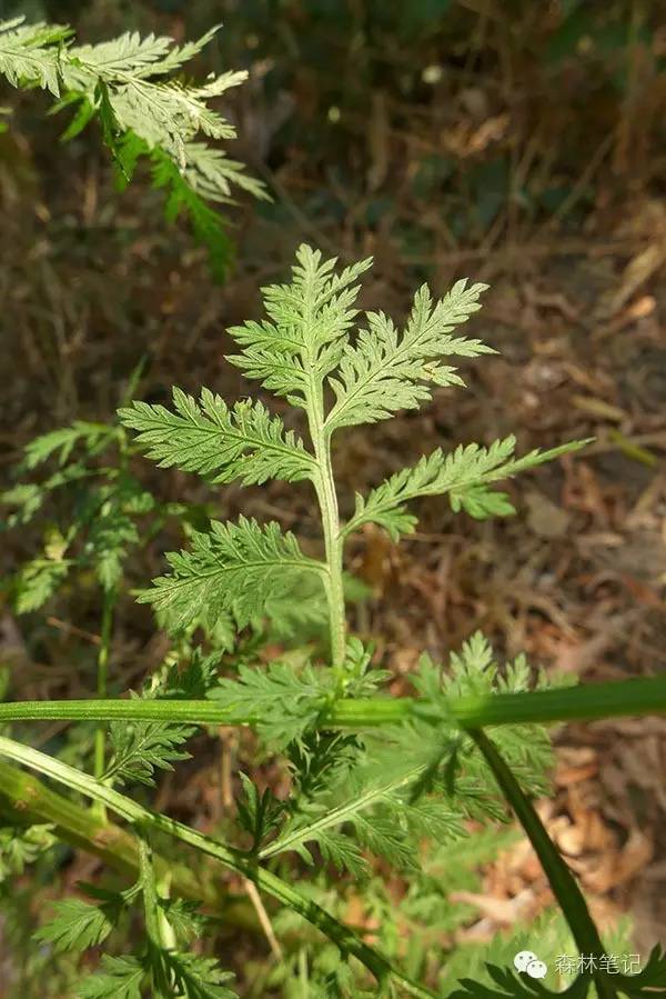 清华地理笔记,黄花蒿与野艾蒿
