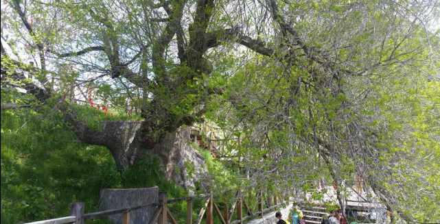 一景一日能观四季：天山“瑶池”是怎样的美轮美奂