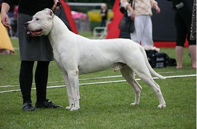 杜高犬训练注意事项,杜高犬怎么训练