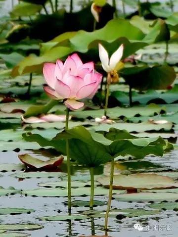 淮阳:书记倾情抒淮阳,陈风楚韵荷花香!