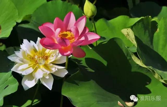 淮阳:书记倾情抒淮阳,陈风楚韵荷花香!