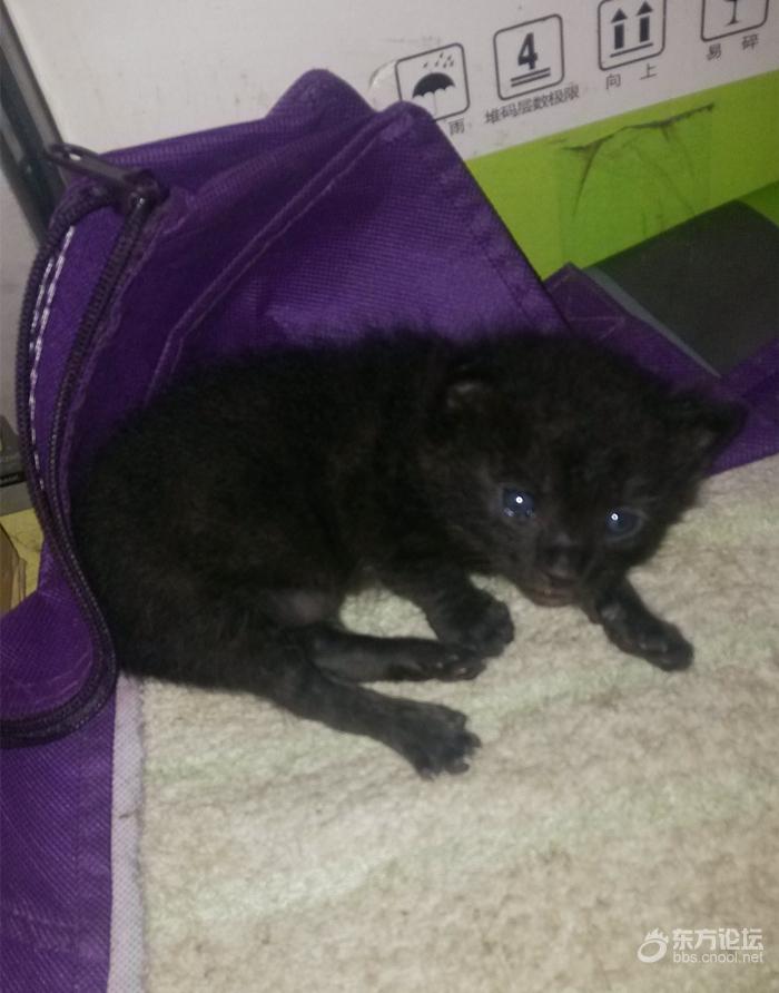 母猫难产死了什么样,母猫难产死亡原因