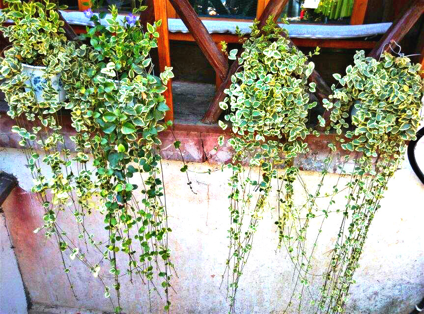 想和你去一次丽江,等一个人陪我去丽江旅游