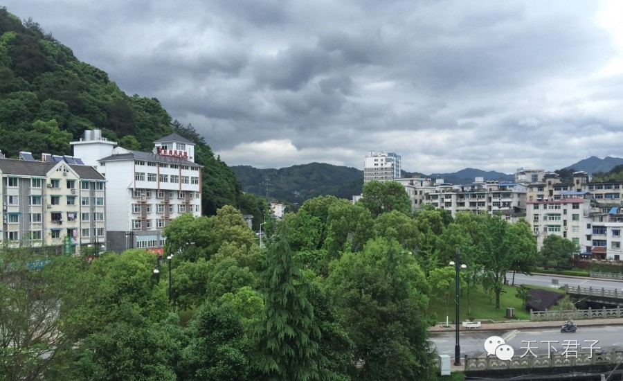 仙县仙女仙叶----青钱柳考察记—糖尿病患者的福音