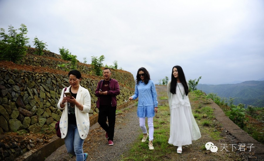 仙县仙女仙叶----青钱柳考察记—糖尿病患者的福音