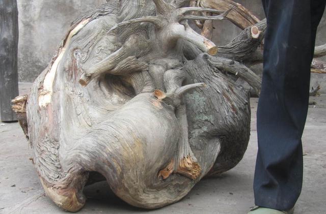 土鸡变凤凰土耳其,土鸡变成凤凰