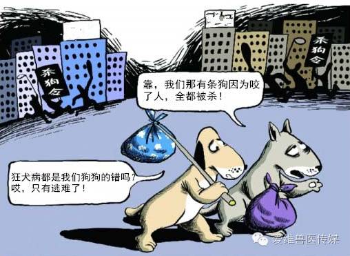 接触猫狗粪便会传染狂犬病吗,猫狗只有发病才会传染吗