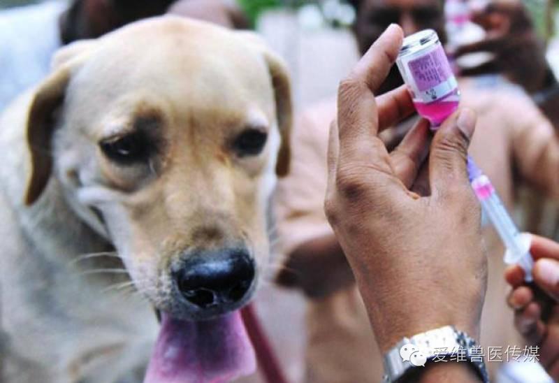 接触猫狗粪便会传染狂犬病吗,猫狗只有发病才会传染吗