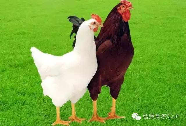 一般养鸡场一年的利润是多少,现在大型蛋鸡养鸡场的利润