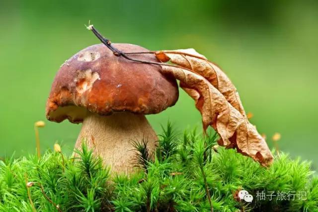 什么季节适合去丽江旅游,丽江旅游攻略必备清单