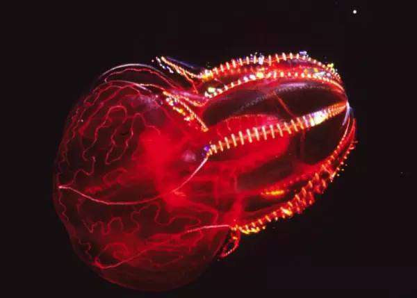 深海的皇冠水母,深海水母霓虹灯