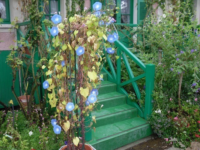 小镇艺术|印象派系的吉维尼,莫奈的“睡莲”花园