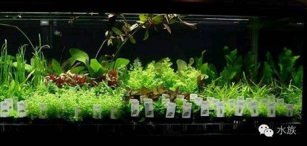 水族简单介绍,水草溶叶是什么症状