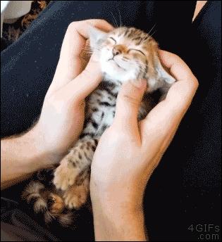 猫咪的行为翻译,猫咪的行为心理学