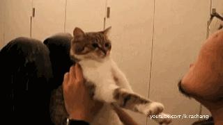 猫咪的行为翻译,猫咪的行为心理学