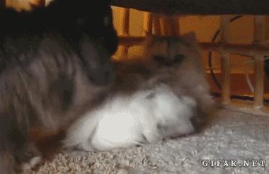 猫咪的行为翻译,猫咪的行为心理学