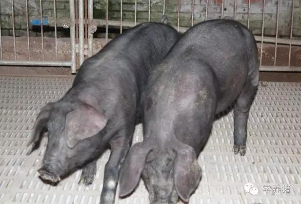 外三元内三元土杂猪外形上的区别,外三元猪和内三元猪哪个肉质好