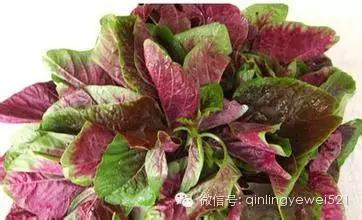 有些常见蔬菜孩子不能多吃，菠菜居然排第一！