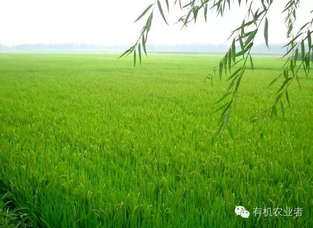 曾经|结伴跑在乡间小路上，跑过了整个童年~~