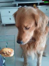 金毛到几个月才颜值巅峰,金毛颜值超高的品种有哪些