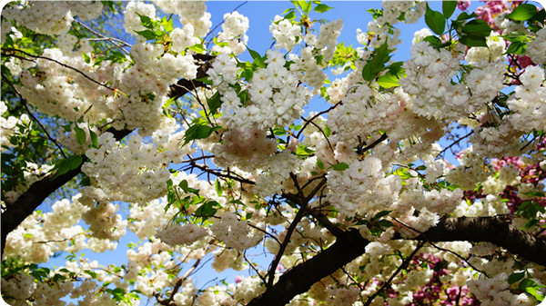 俞敏洪谈大学生为什么要读书,俞敏洪在学校